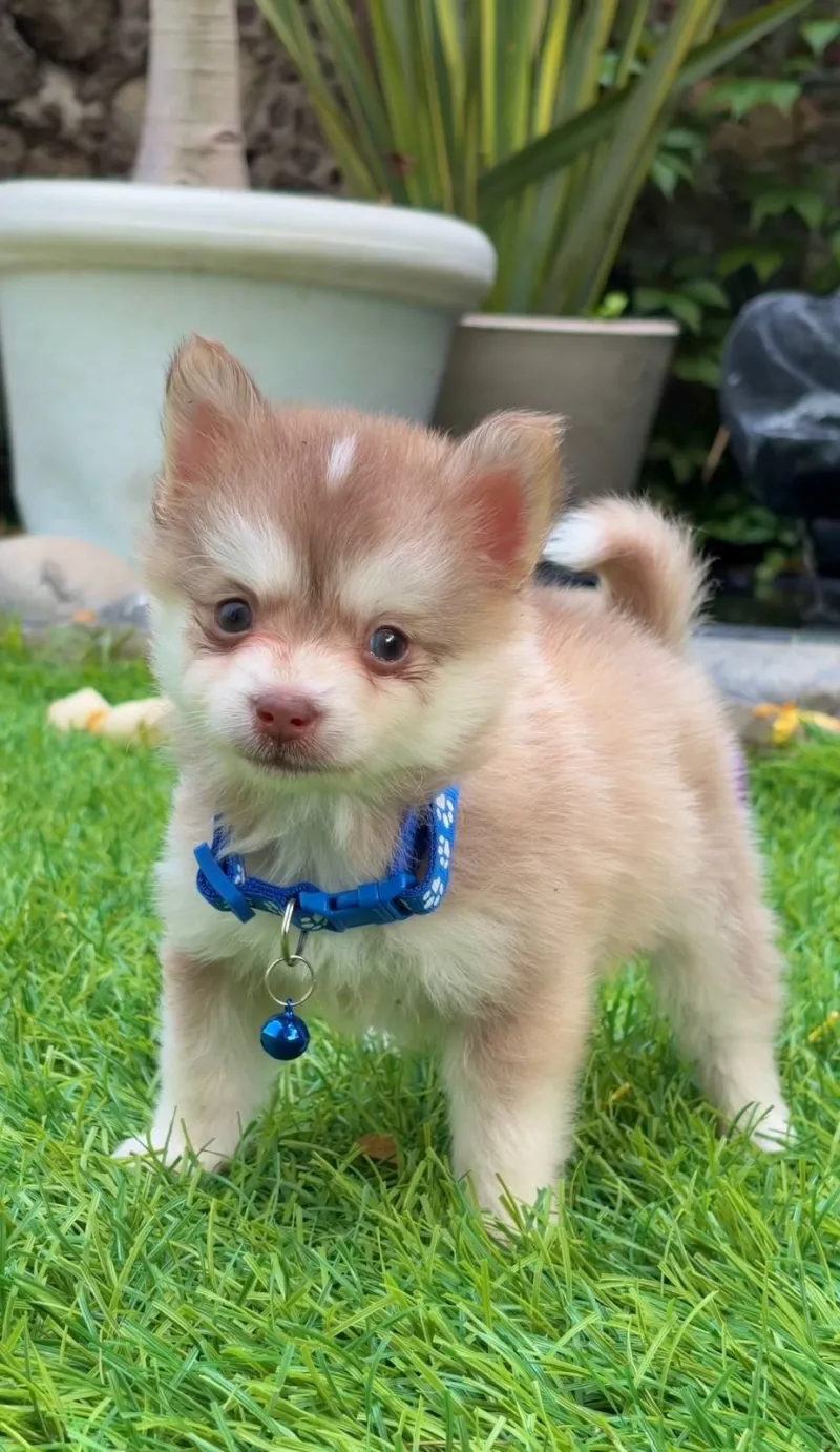 Cachorro Pomsky