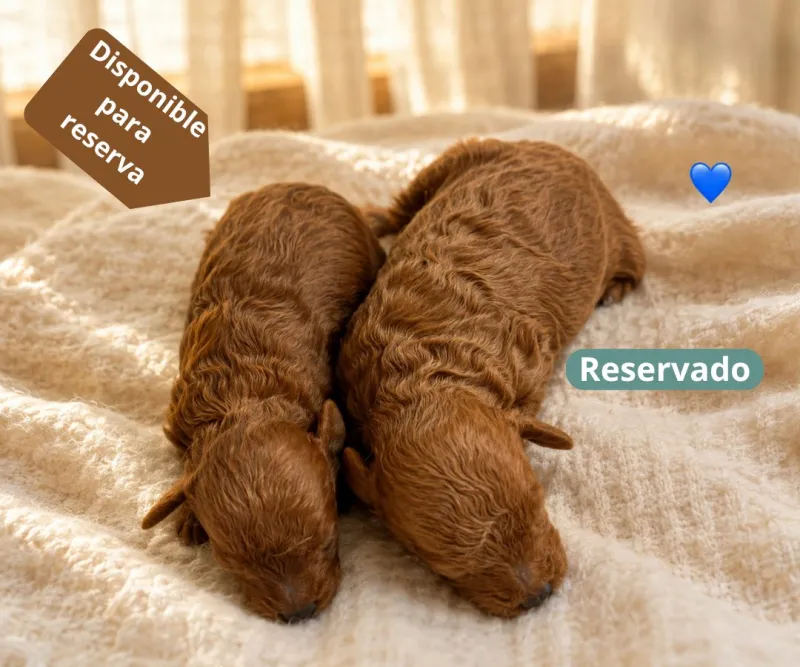 Goldendoodle mini macho rojo